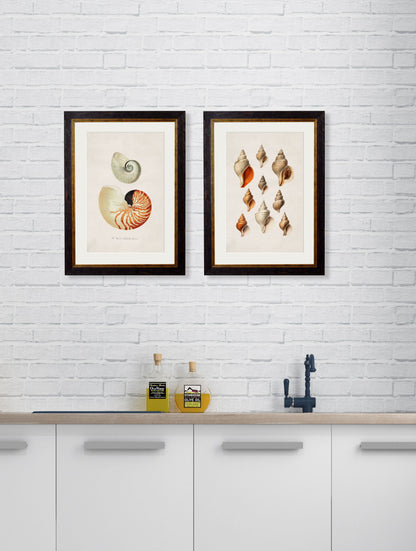 c.1848 Studies of Shells – framed wall art at Leya Buster Interiors