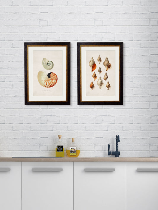 c.1848 Studies of Shells – framed wall art at Leya Buster Interiors