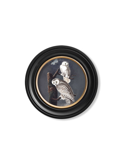 c.1838 Audubon's Owls – Round Frame styled view – Leya Buster Interiors
