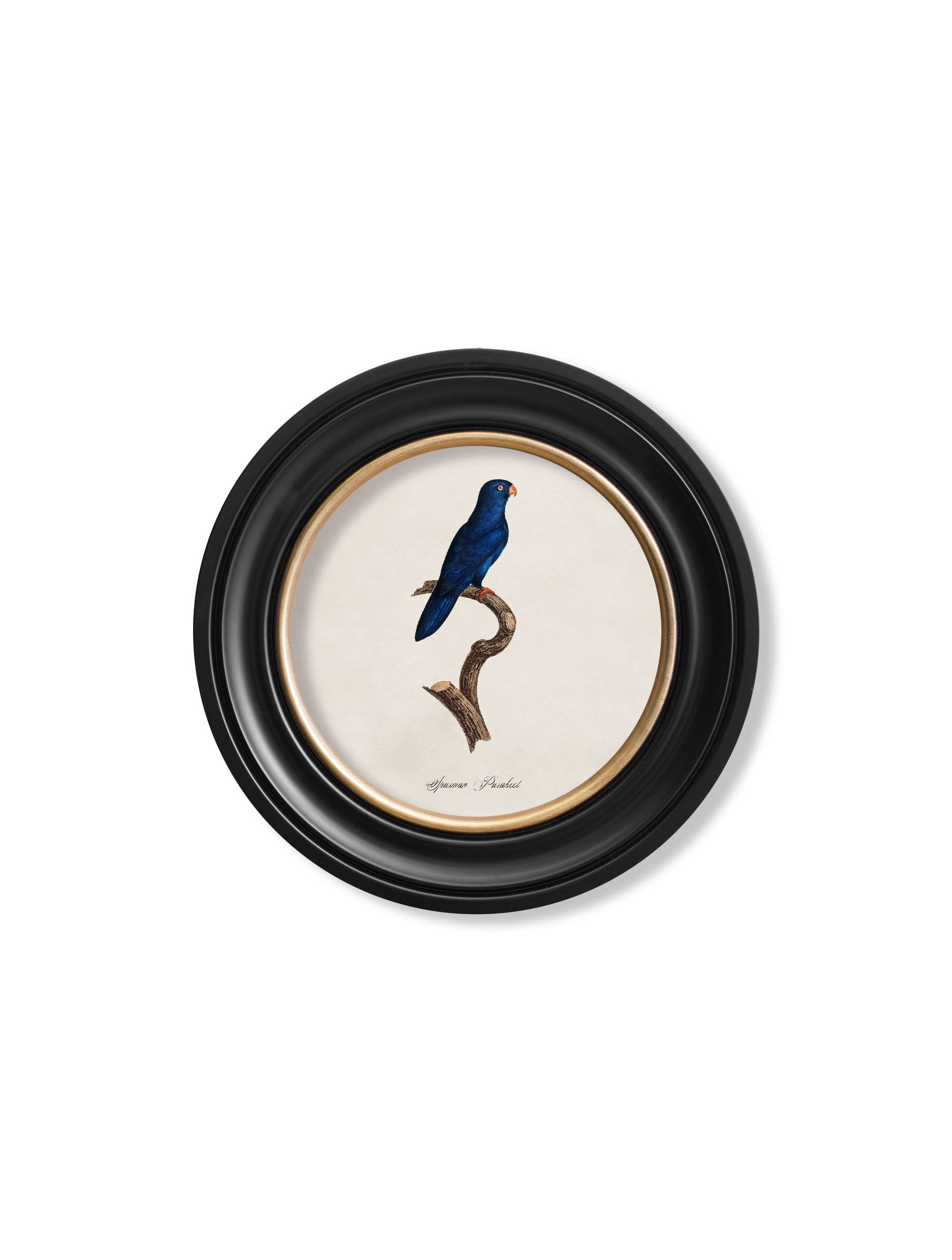 C.1800's Collection of Parrots in Round Frames 1 styled view – Leya Buster Interiors