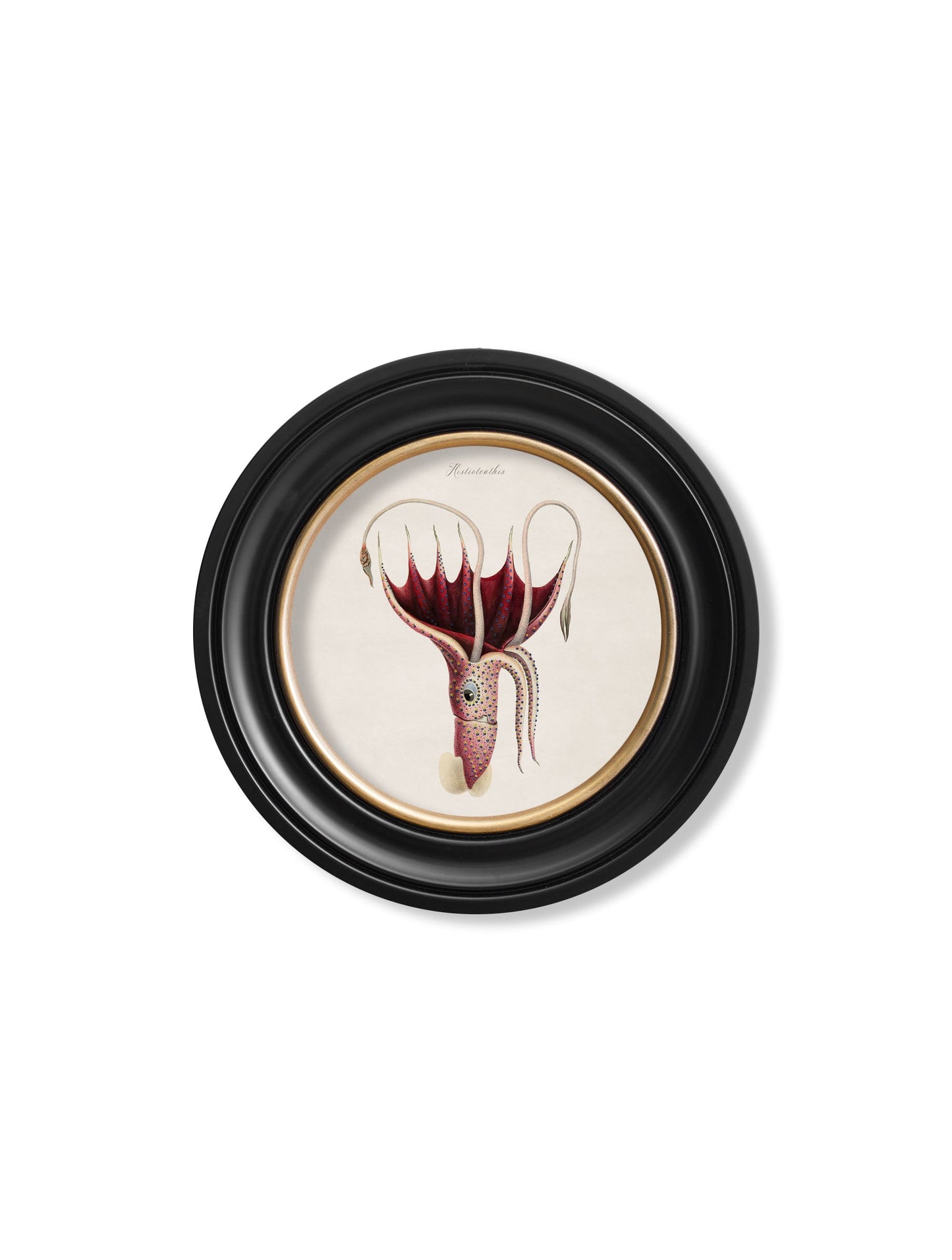 c.1876 Marine Animals in Round Frames styled view – Leya Buster Interiors