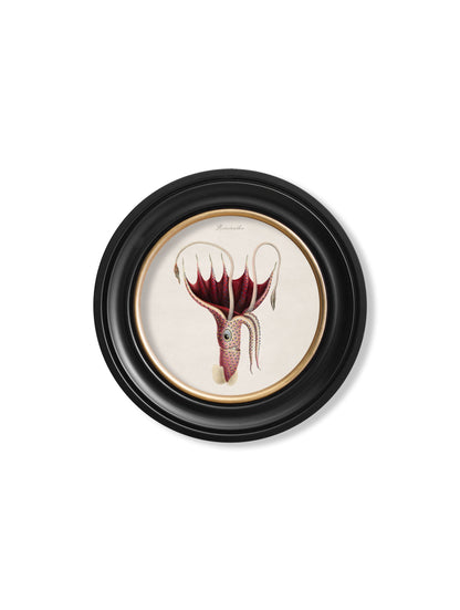 c.1876 Marine Animals in Round Frames styled view – Leya Buster Interiors