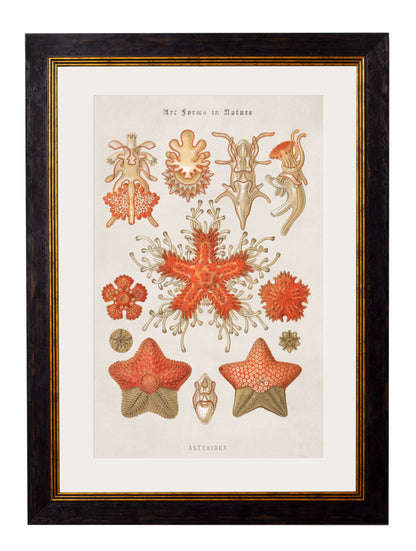 c.1904 Haeckel Marine Animals styled view – Leya Buster Interiors