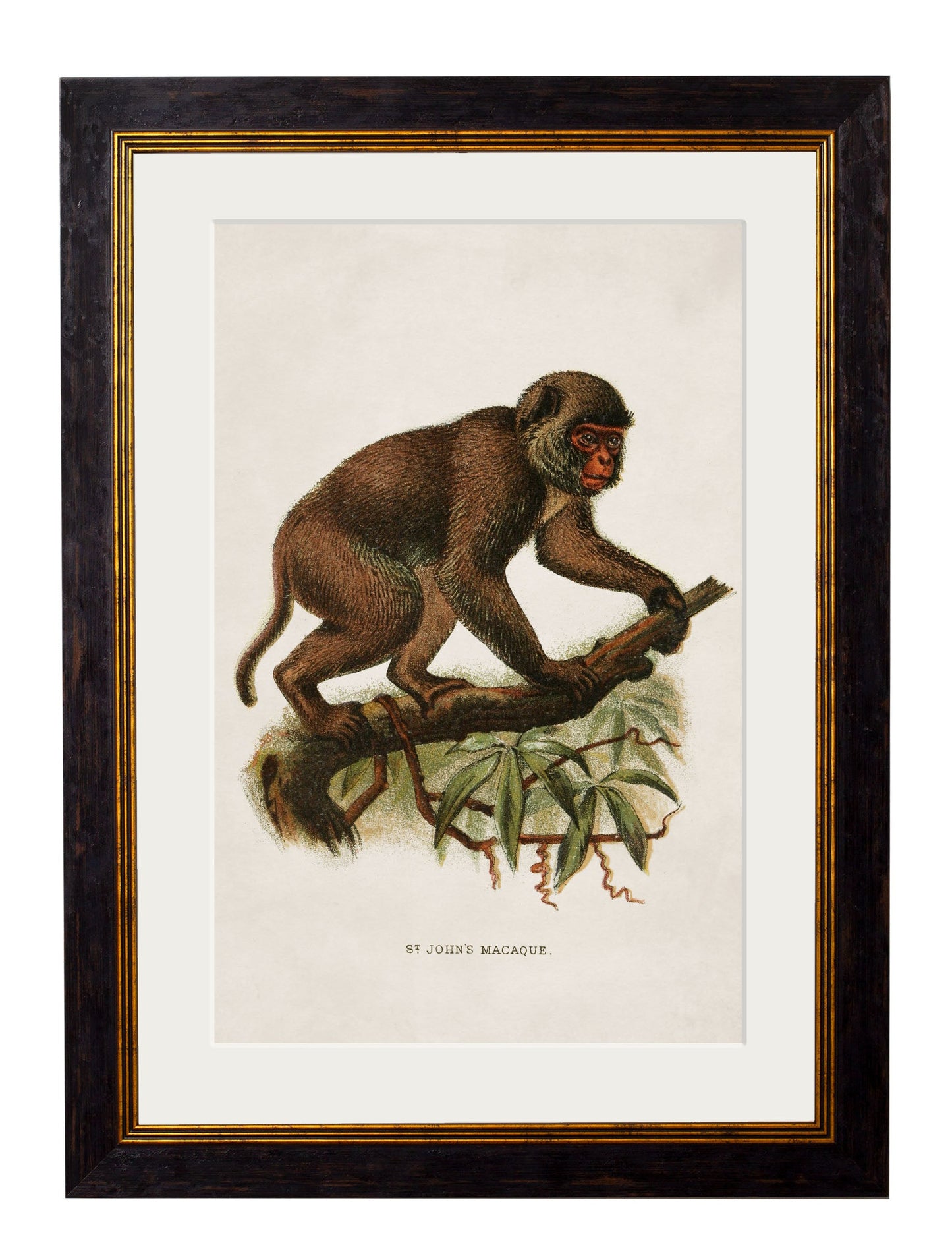 c.1910 Collection of Primates styled view – Leya Buster Interiors