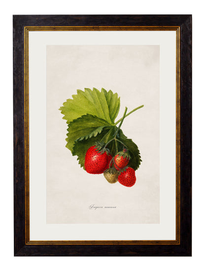 c.1886 Study of Berries & Cherries styled view – Leya Buster Interiors