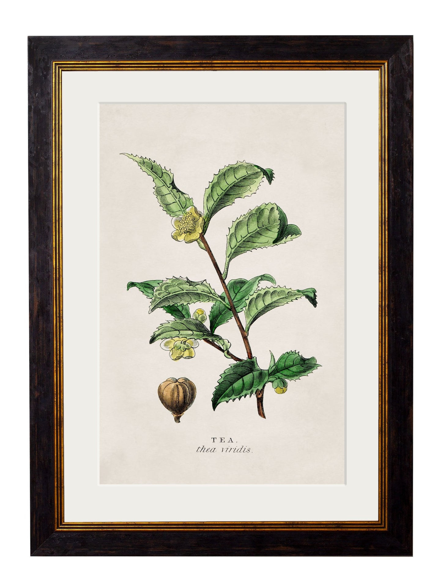 c.1877 Tea, Coffee and Chocolate Plants styled view – Leya Buster Interiors