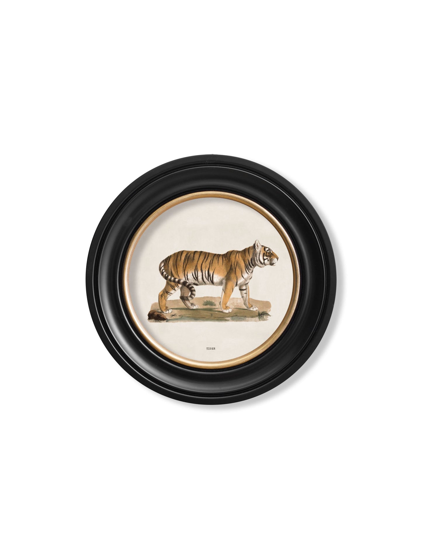 c.1824 Tiger – Round Frame styled view – Leya Buster Interiors