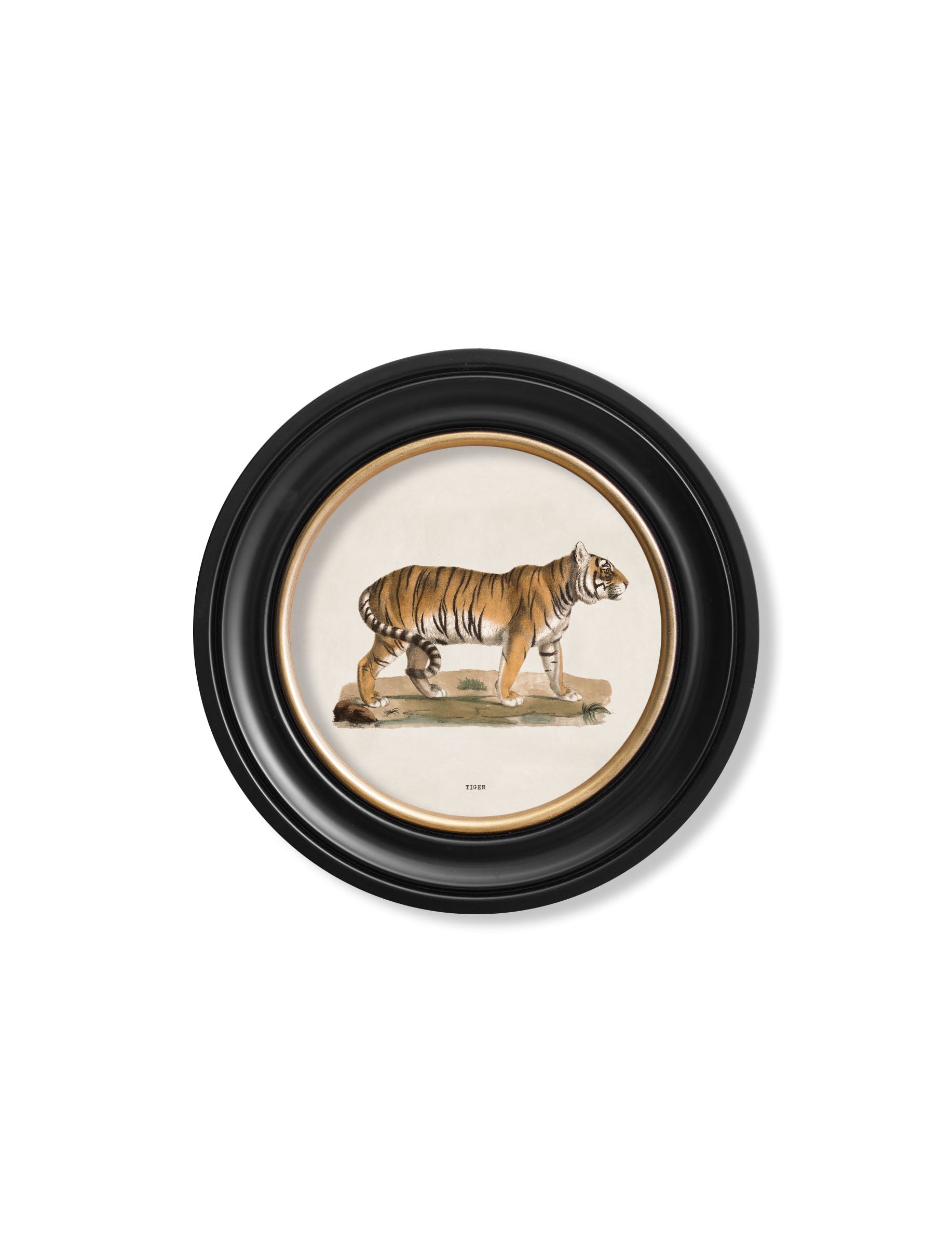 c.1824 Tiger – Round Frame styled view – Leya Buster Interiors
