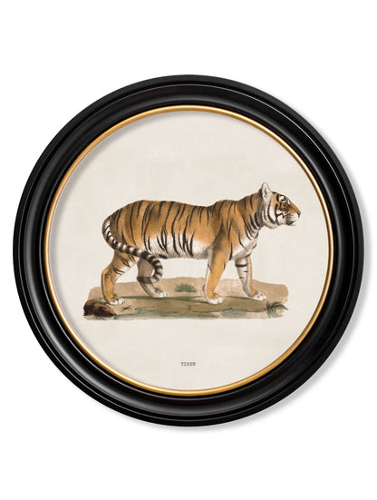 c.1824 Tiger – Round Frame detail – Leya Buster Interiors