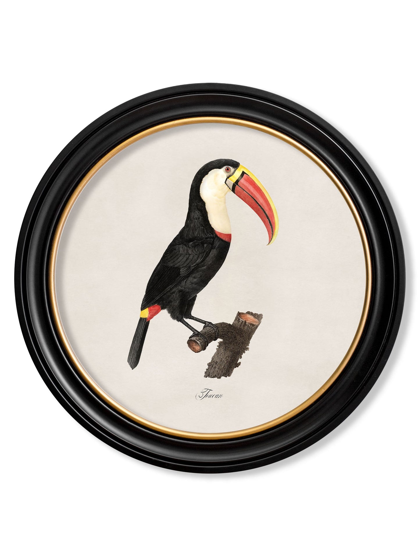 c.1809 Toucans – Round Frame styled view – Leya Buster Interiors