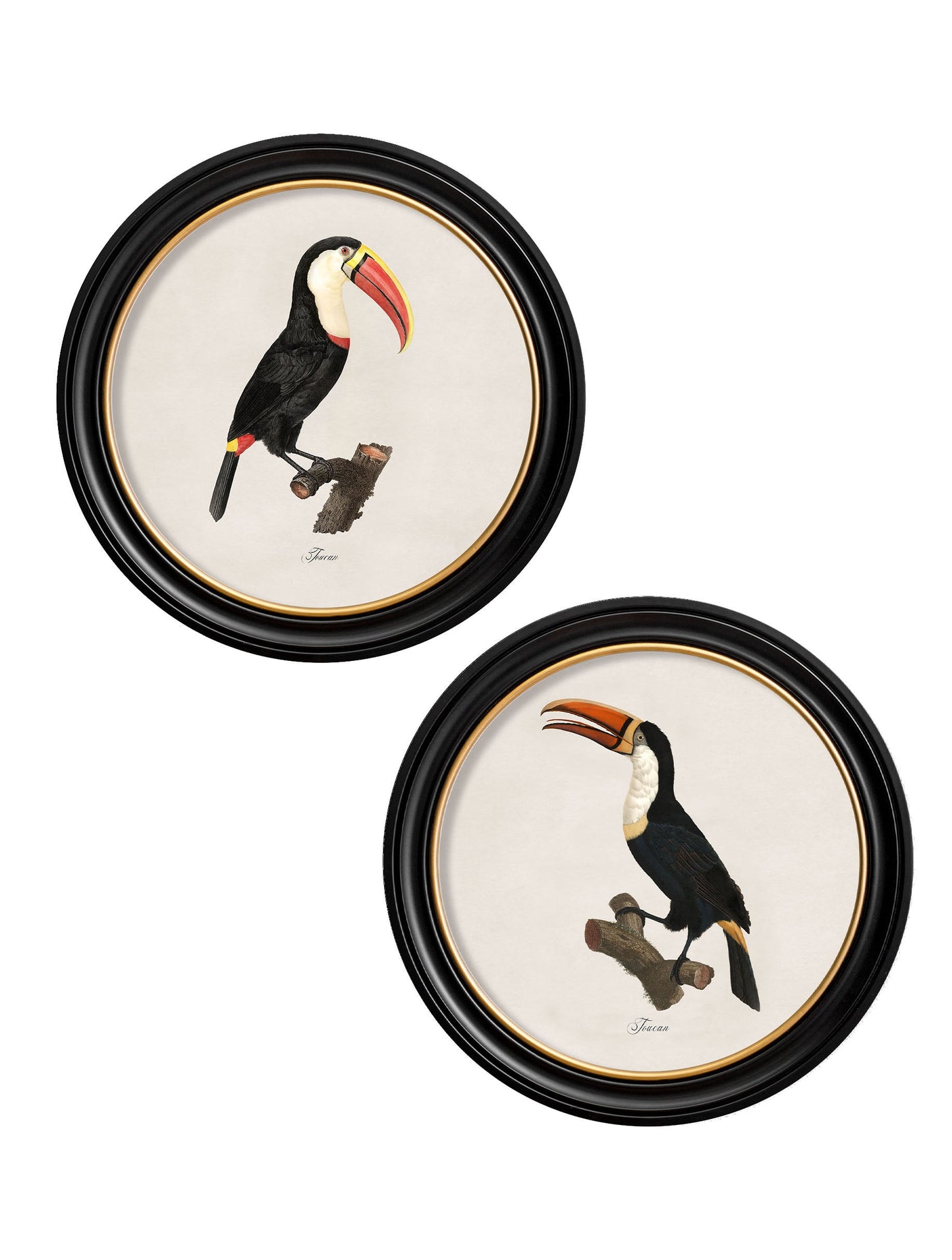 c.1809 Toucans – Round Frame detail – Leya Buster Interiors