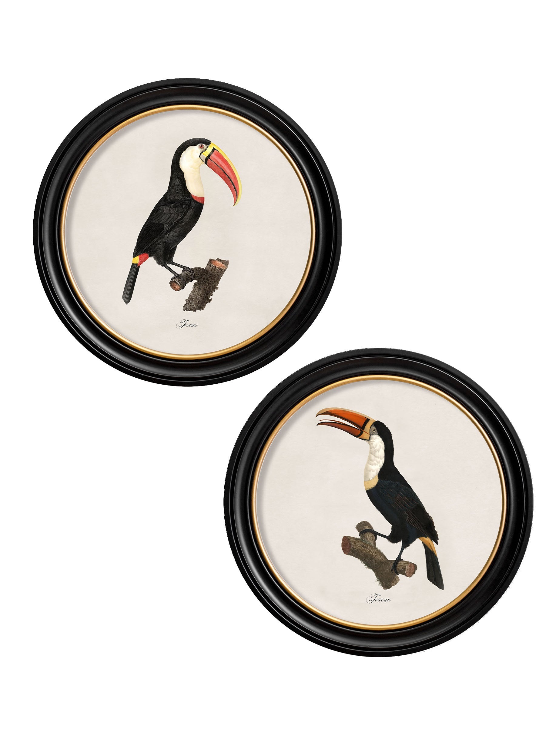 c.1809 Toucans – Round Frame detail – Leya Buster Interiors