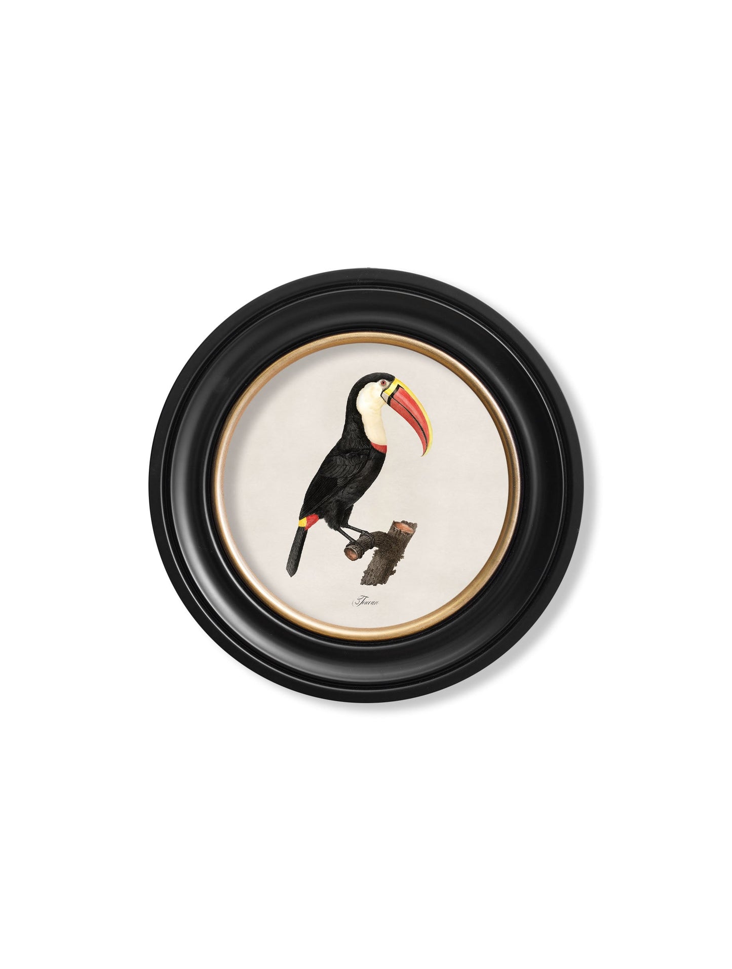 c.1809 Toucans – Round Frame styled view – Leya Buster Interiors