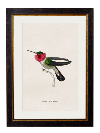c.1833 Hummingbirds styled view – Leya Buster Interiors