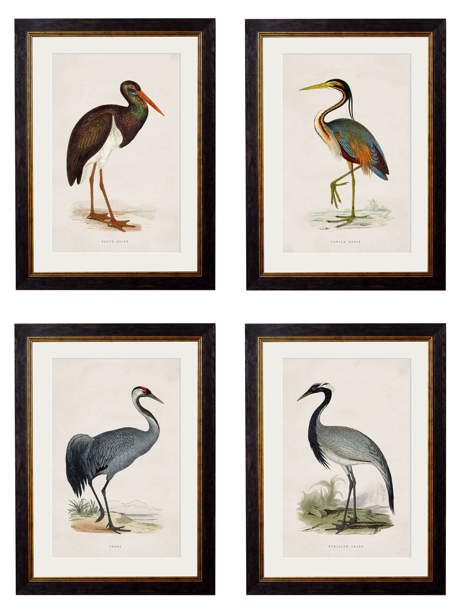 c.1850's British Wading Birds detail – Leya Buster Interiors