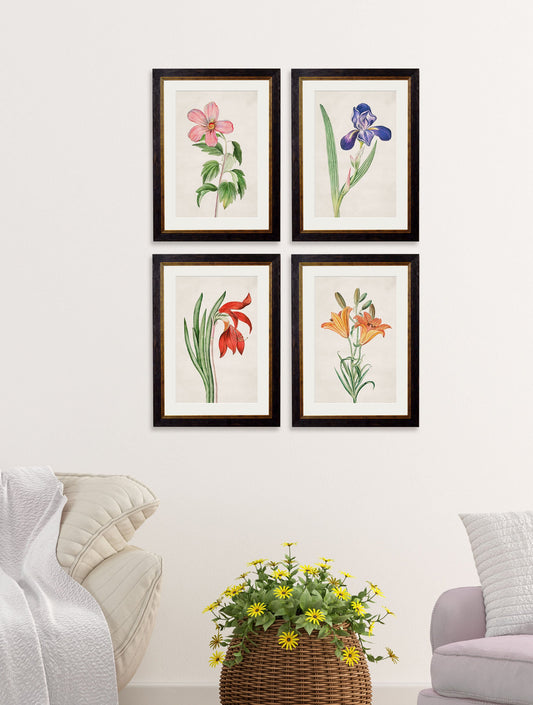 c.1780 Flowering Plants – framed wall art at Leya Buster Interiors
