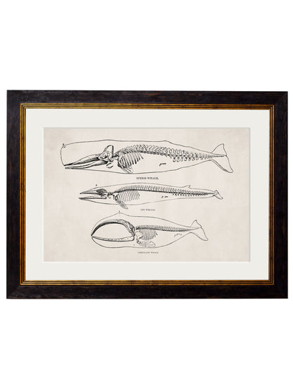 c.1870 Anatomical Skeletons styled view – Leya Buster Interiors