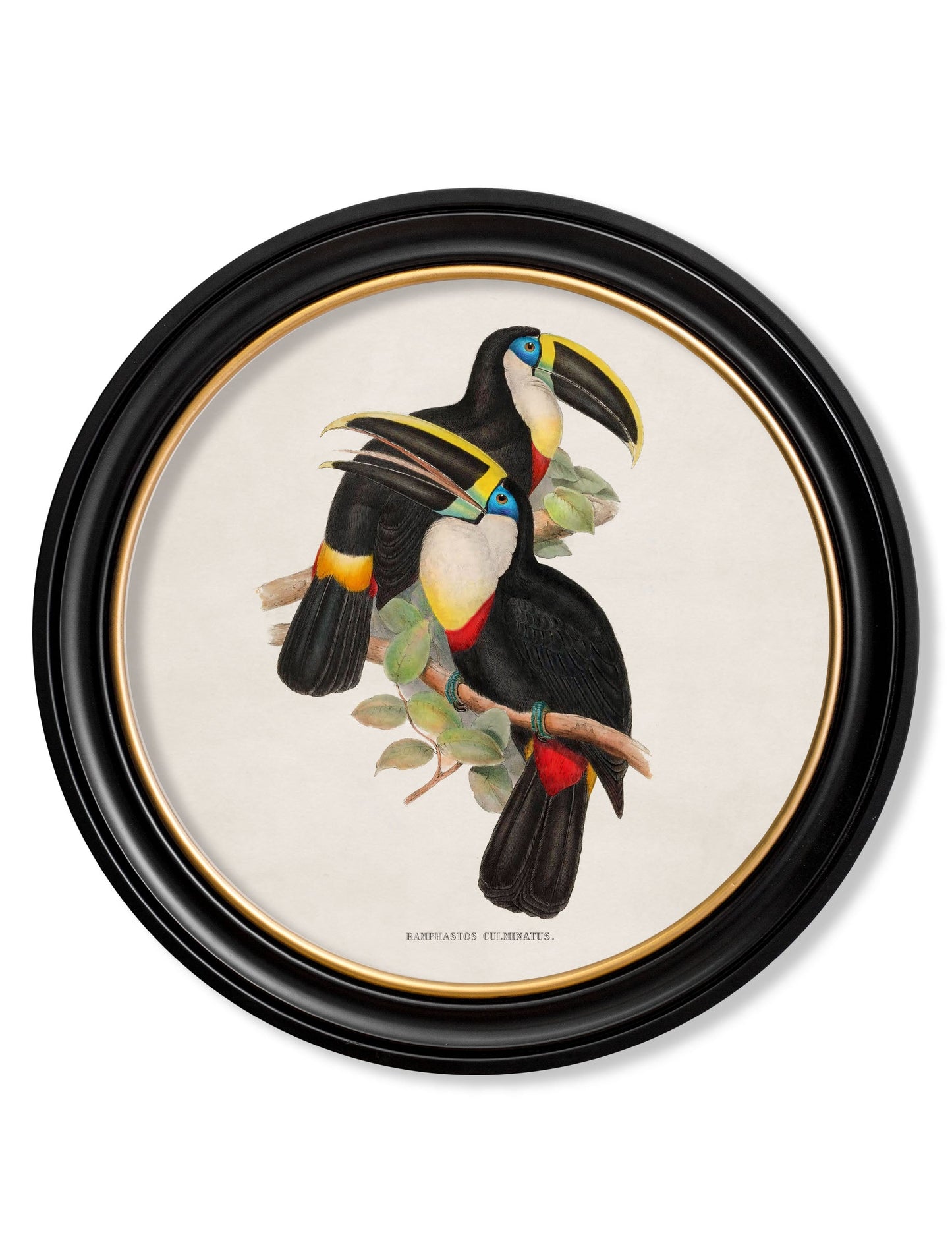 c.1848 Toucans – Round Frames styled view – Leya Buster Interiors