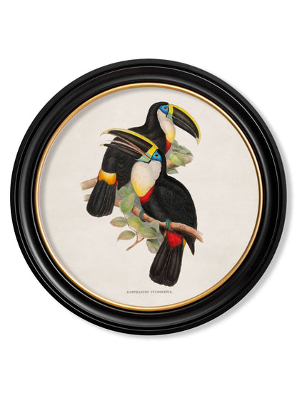 c.1848 Toucans – Round Frames styled view – Leya Buster Interiors